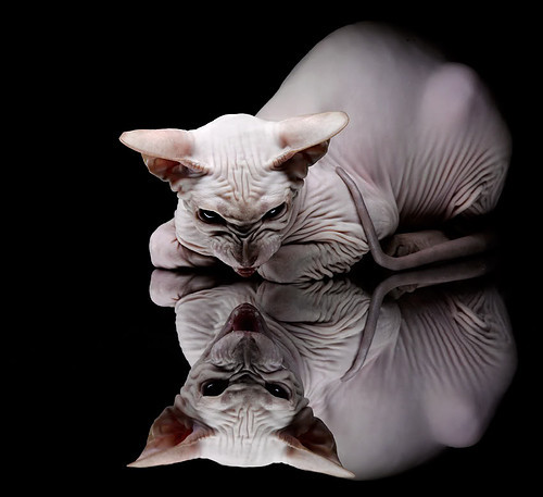 英超:纽卡斯尔2-2平莱斯特城,攻防变化令人期待,纽卡斯尔vs莱切斯特直播