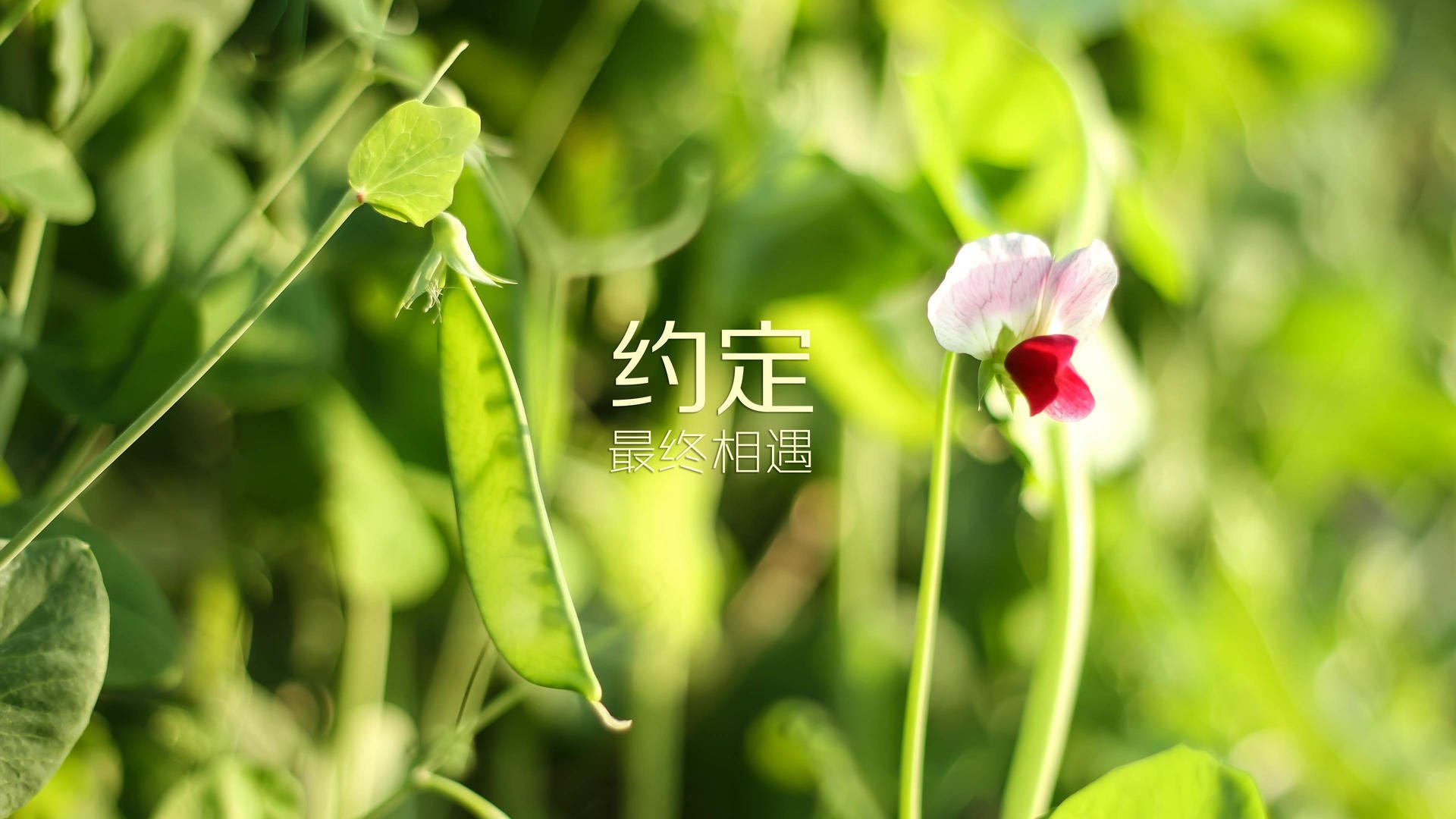逆境勇者：欧冠中从失败中崛起的战士们，逆境2014