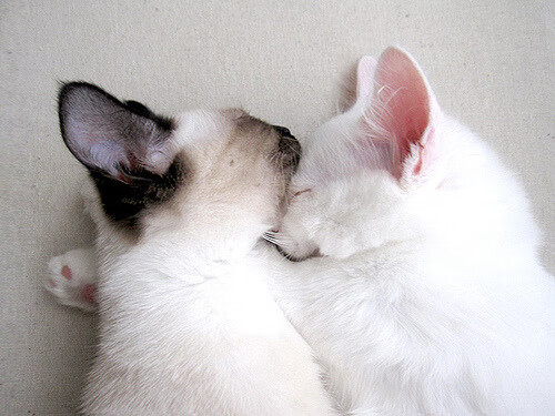 C9赛季不败纪录终结,c9夏季赛战绩