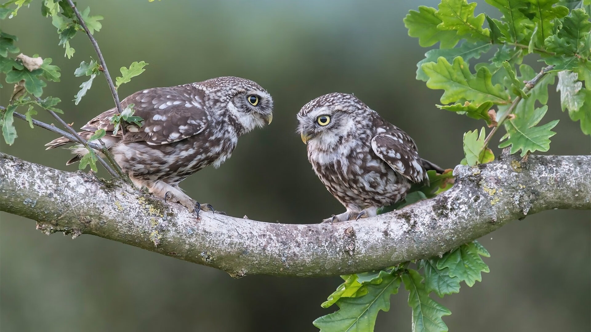 RNG新人快速成长,rng训练时间