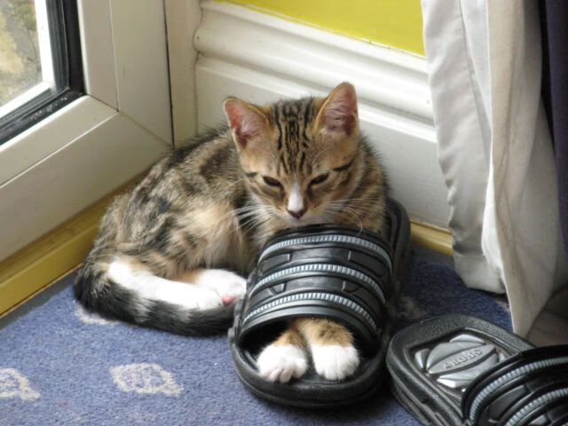 RNG新人选手表现抢眼,rng所有选手