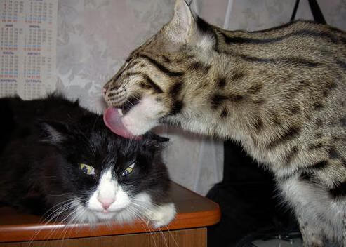 中国足球改革助力青少年足球普及,【特写】中国青少年足球_大浪潮与小现实