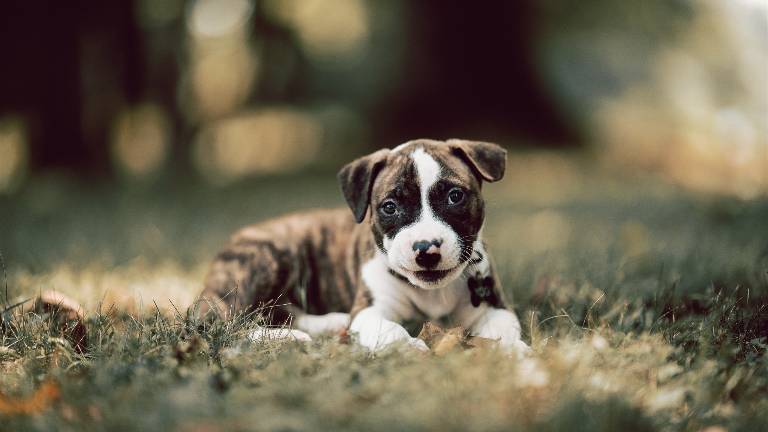 中国足球改革提速,青训体系全面升级,中国足球青训体制