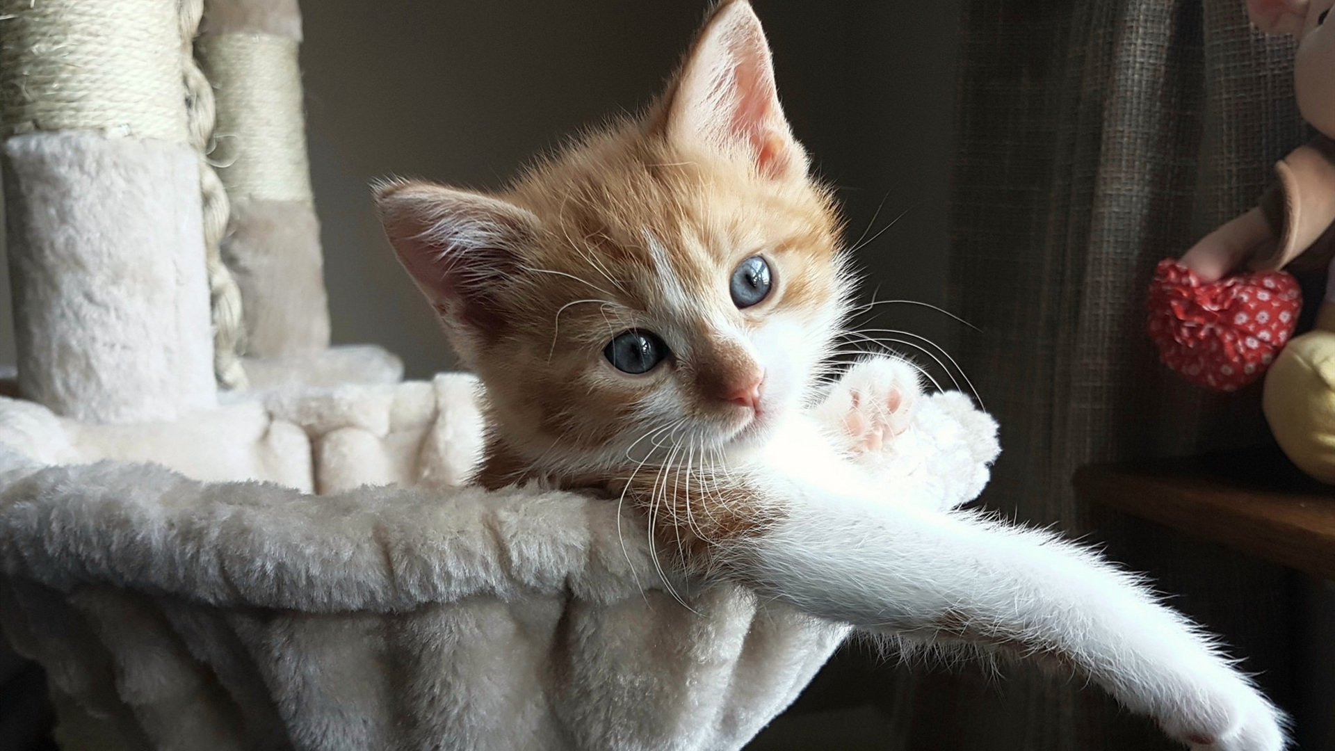 曼联势必击败斯托克城，争夺积分，曼联 斯