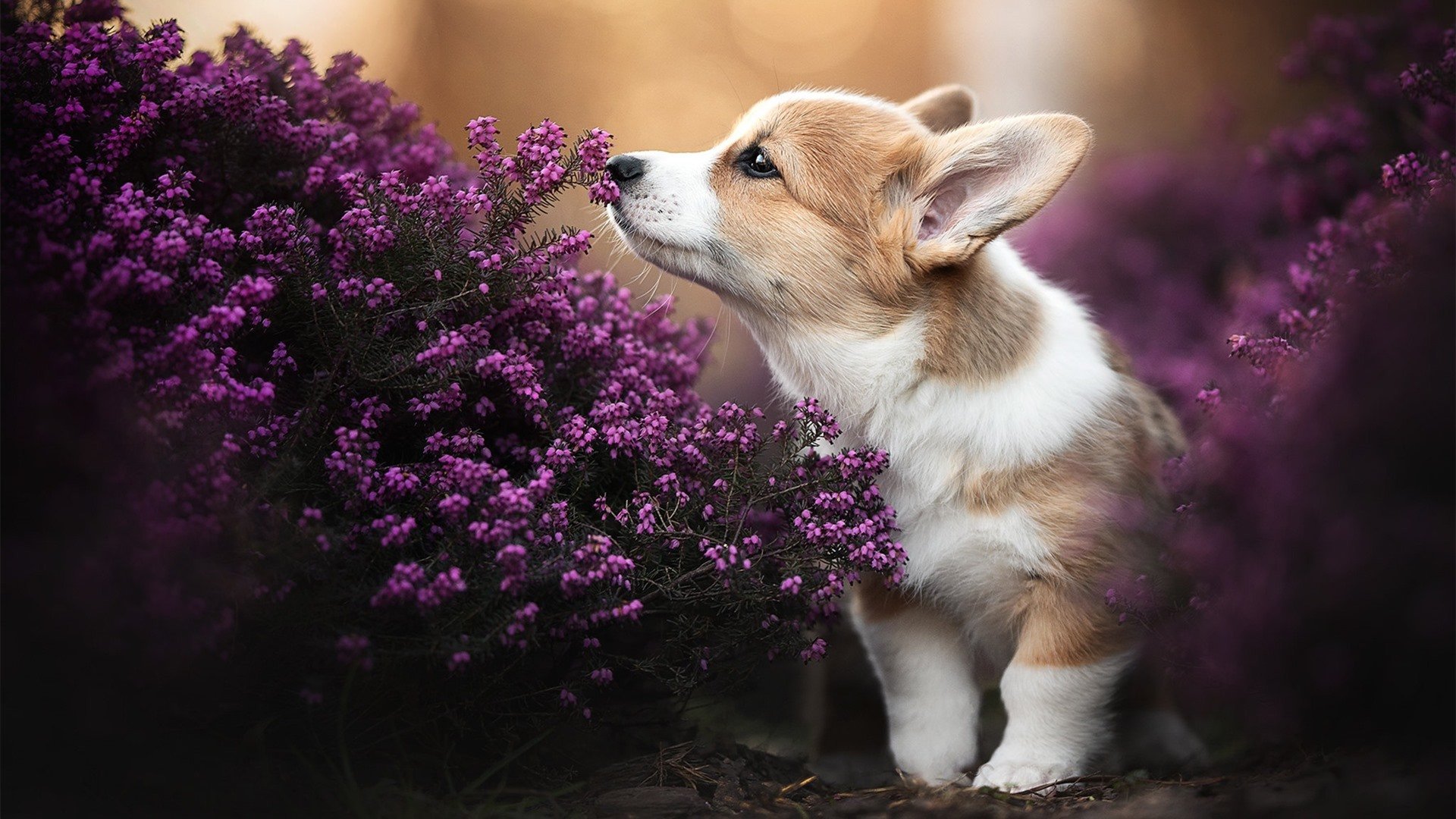比利时队在欧预赛比赛中大放异彩,轻松晋级强,比利时欧洲预选赛