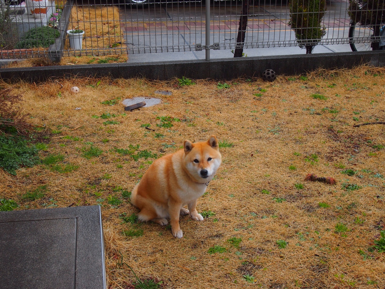 比利时队连续第五次晋级欧洲杯，称霸射手榜，比利时欧洲杯大名单公布