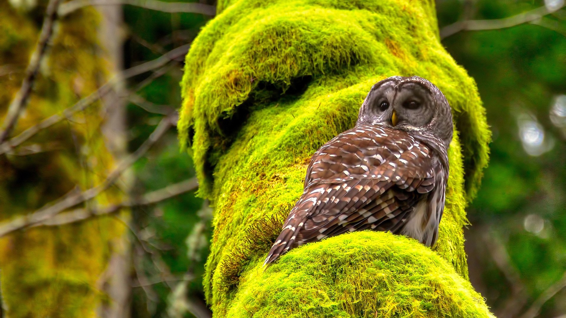 湖人压哨战胜快船，关键一役中詹姆斯连续抢断建功，湖人锁定两名中锋! 詹姆斯深情告白