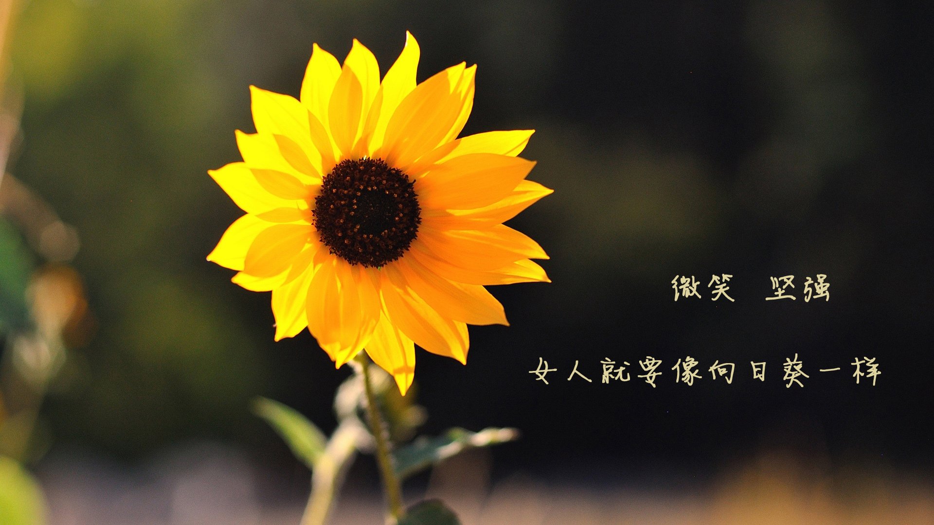 皇家社会俱乐部与球员卡纳 opinion 纳斯续约成功，皇家社会知名球员