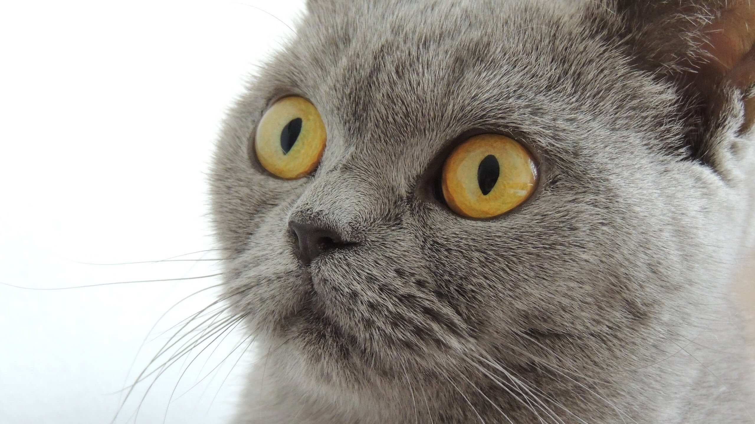 皇家社会全队备战,艰苦奋斗迎接挑战,皇家社会在哪