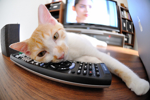 纽约自由人季后赛冲击有望，纽约自由人战绩