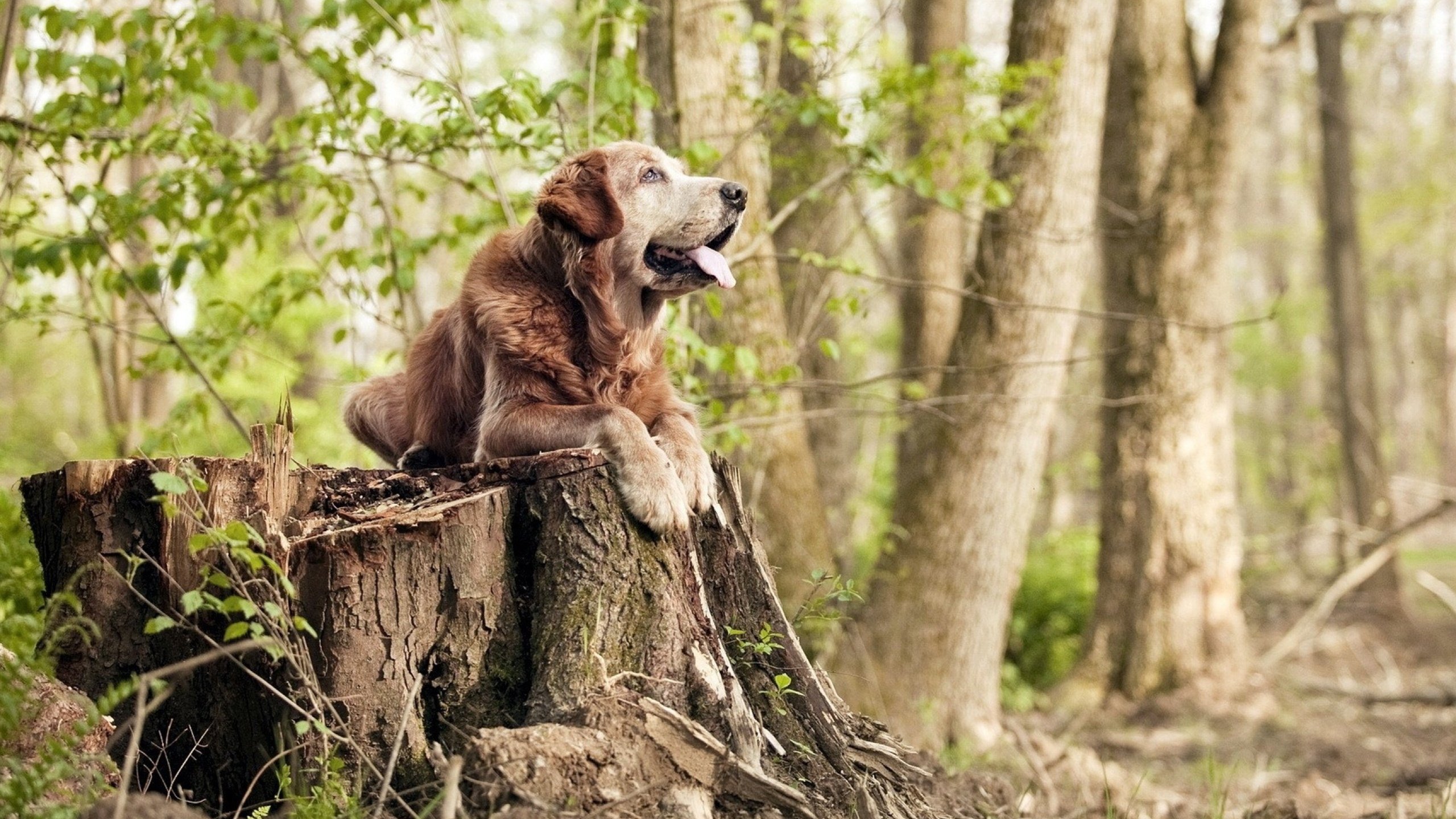 阿森纳小将崭露头角，蓝月军团胜算大增，阿森纳coyg