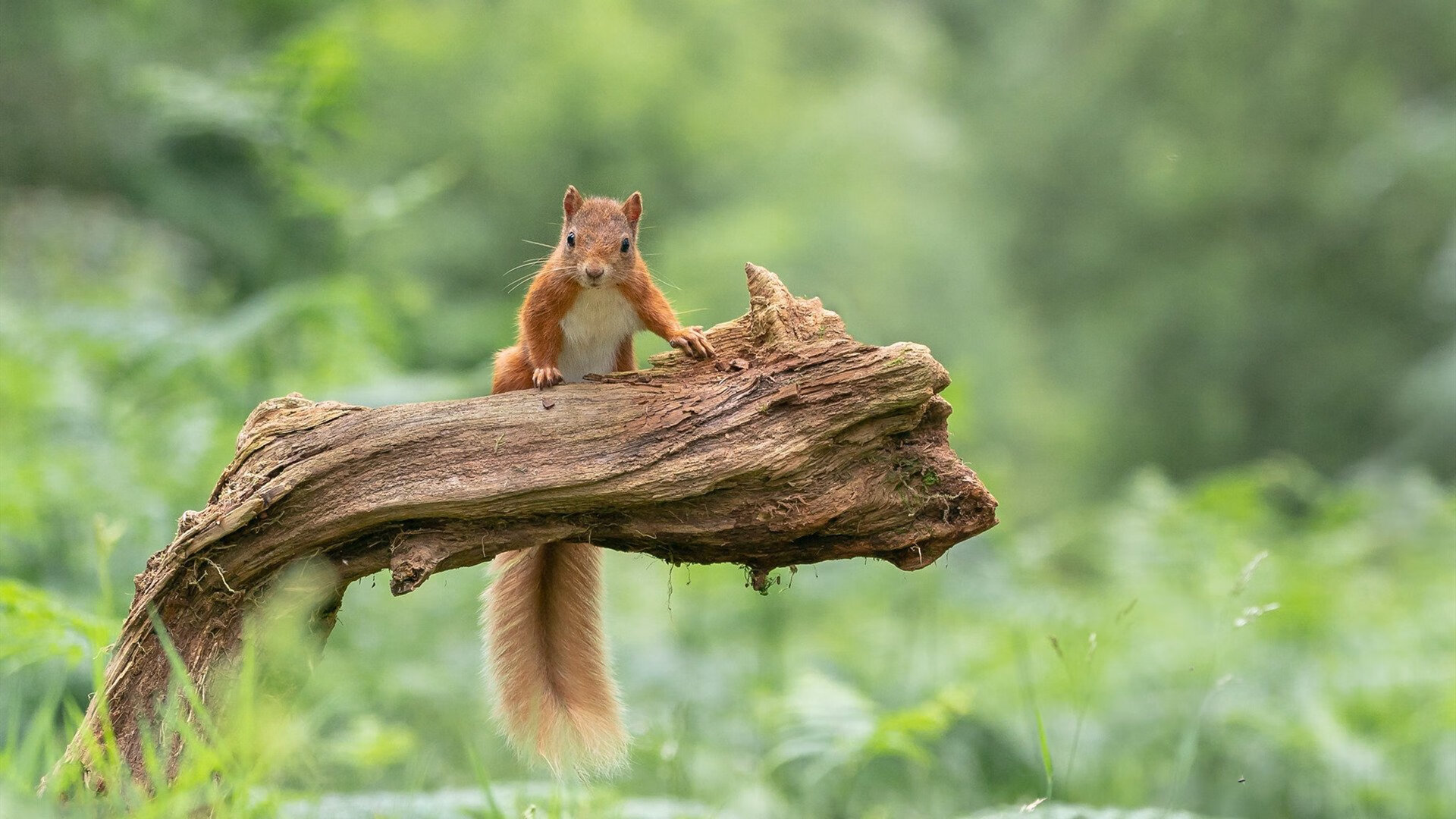 阿森纳延长主帅合同,稳定军心士气,阿森纳新主帅