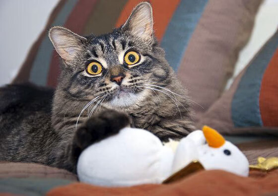 高尔夫尊城市球场为大众提供高品质体育休闲体验，高尔夫尊公司