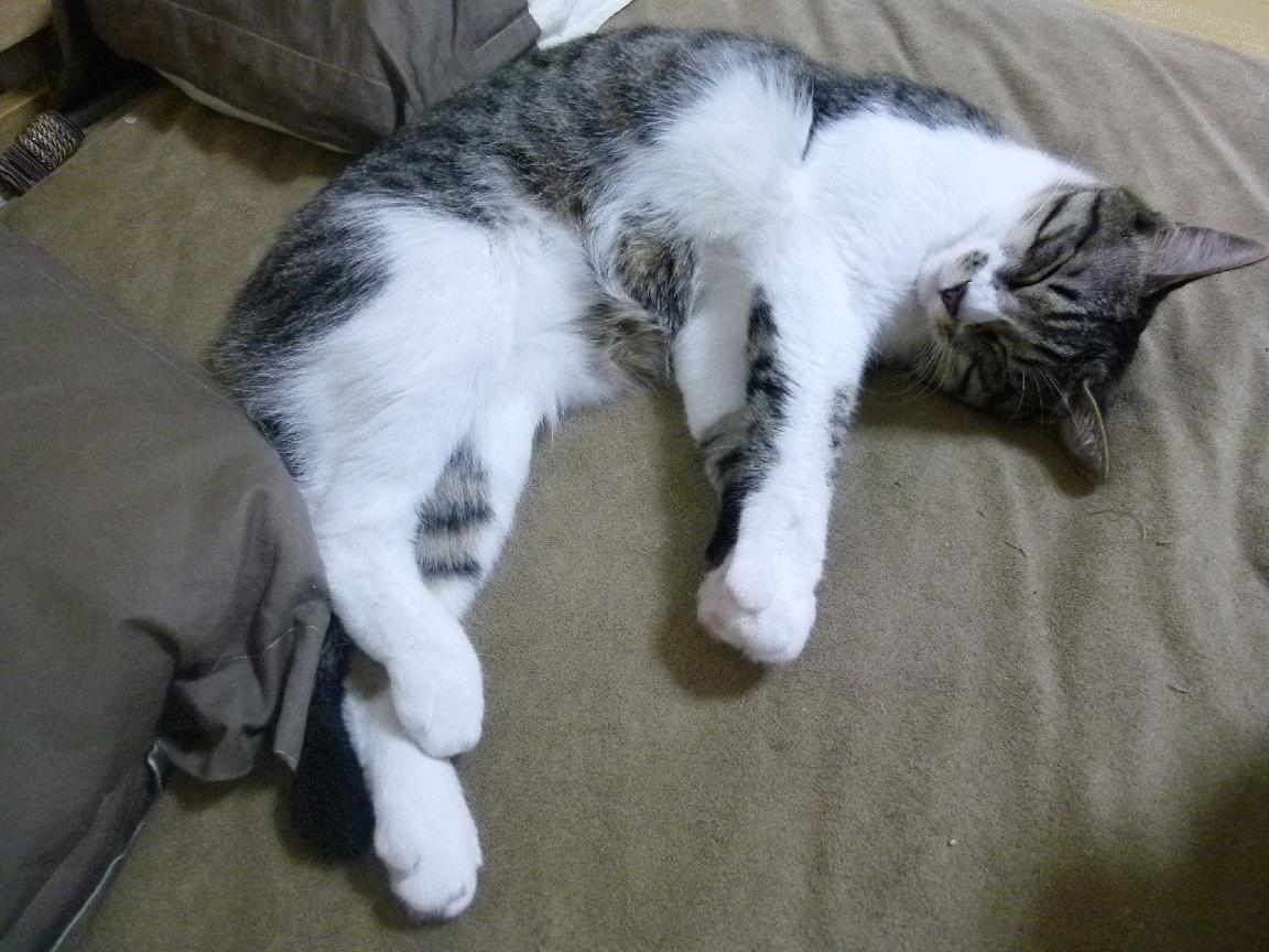 NBA球队战术创新实践案例,nbaq战术推荐