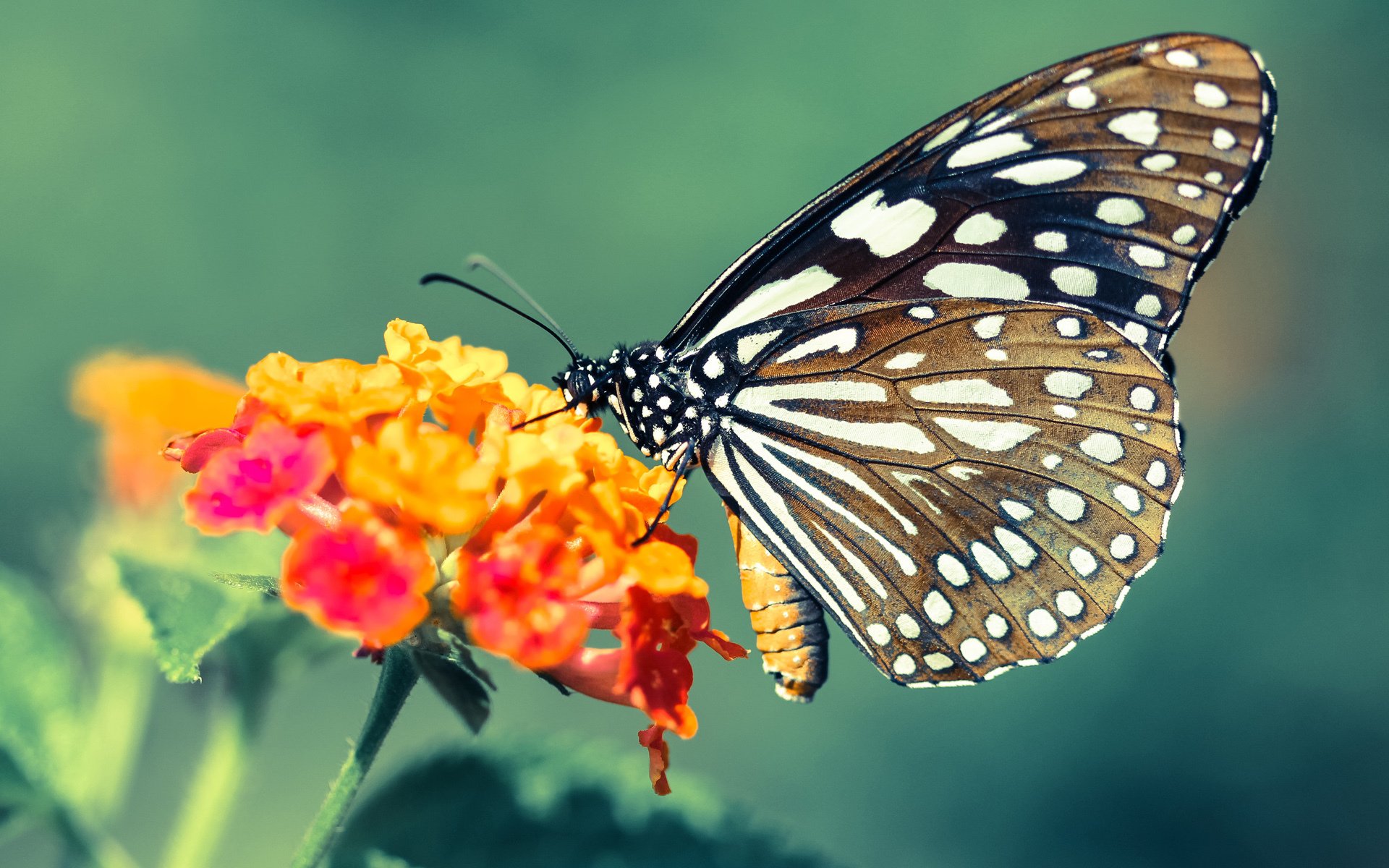 高校体育教师信息技术培训模式,高校体育教学信息资源建设与共享探讨