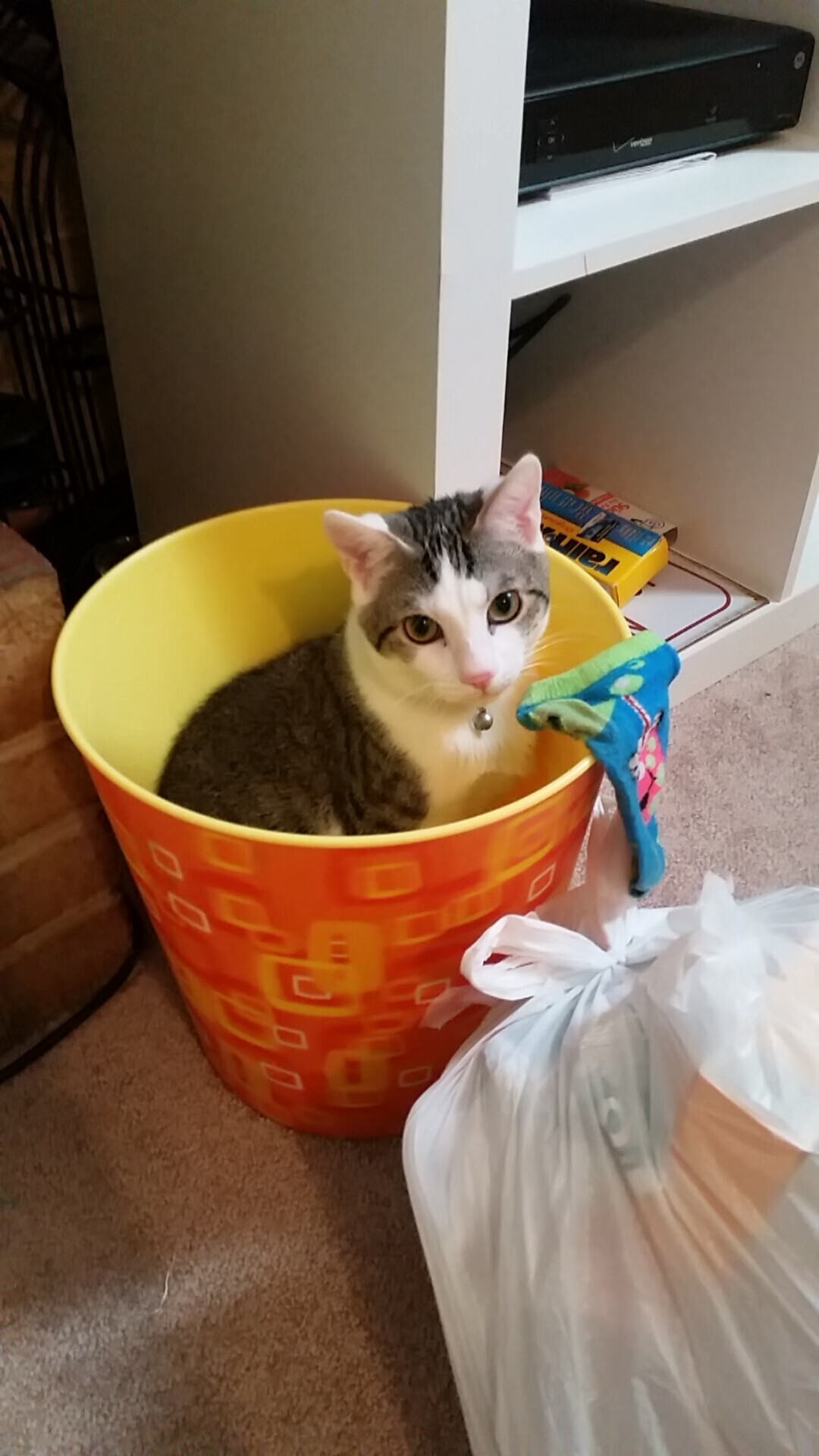 高校运动训练信息管理平台开发,运动管理系统