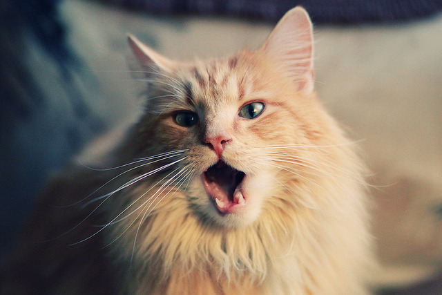 切尔西替补席表现出色，贡献关键进球，切尔西又是赛季中途换帅后夺冠