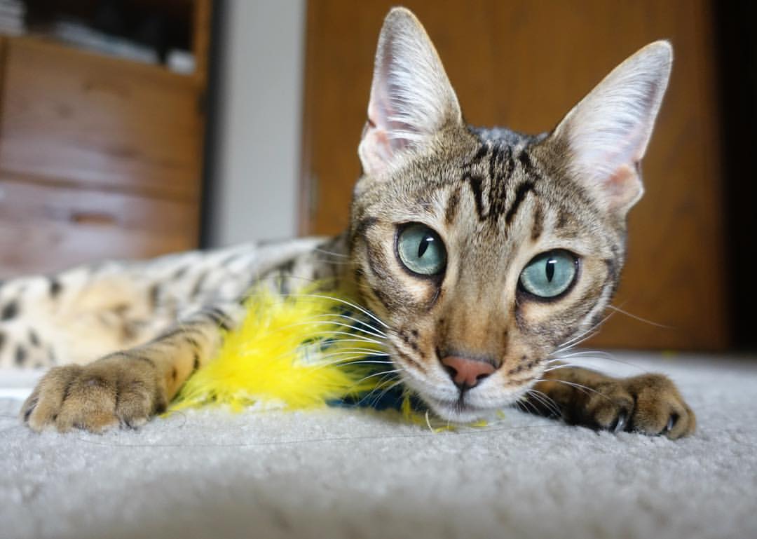 国家队战术理念更新速度落后,国家队发展