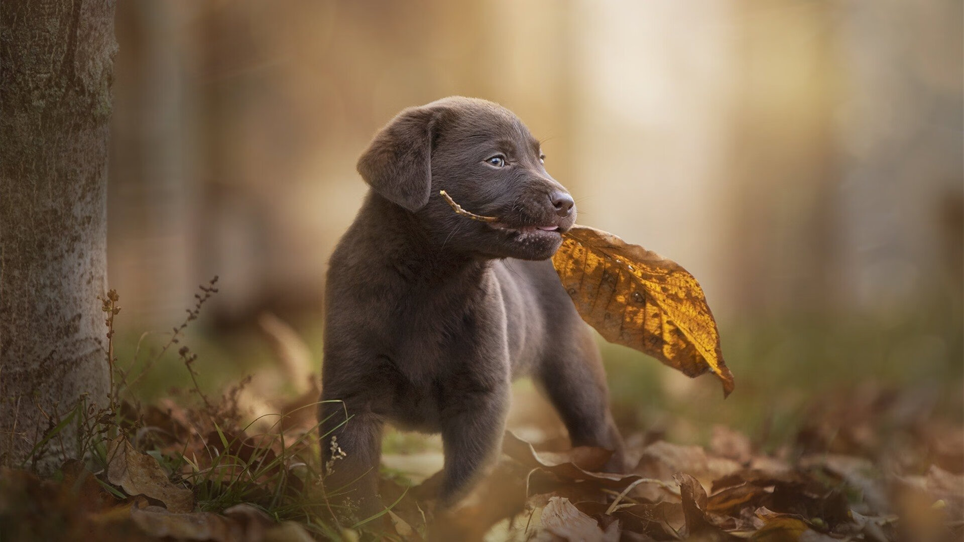 女子篮球训练注重防守协作提升整体防守水平，女子篮球基础训练动作