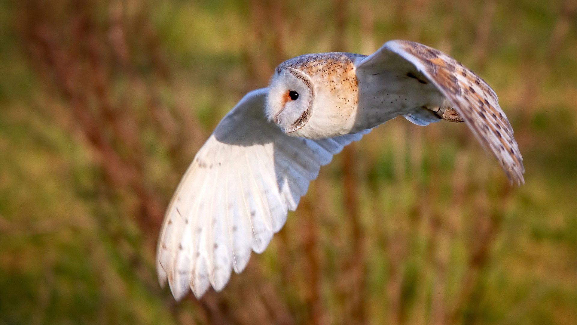德甲节奏快如闪电:攻守瞬息万变!,德甲intro