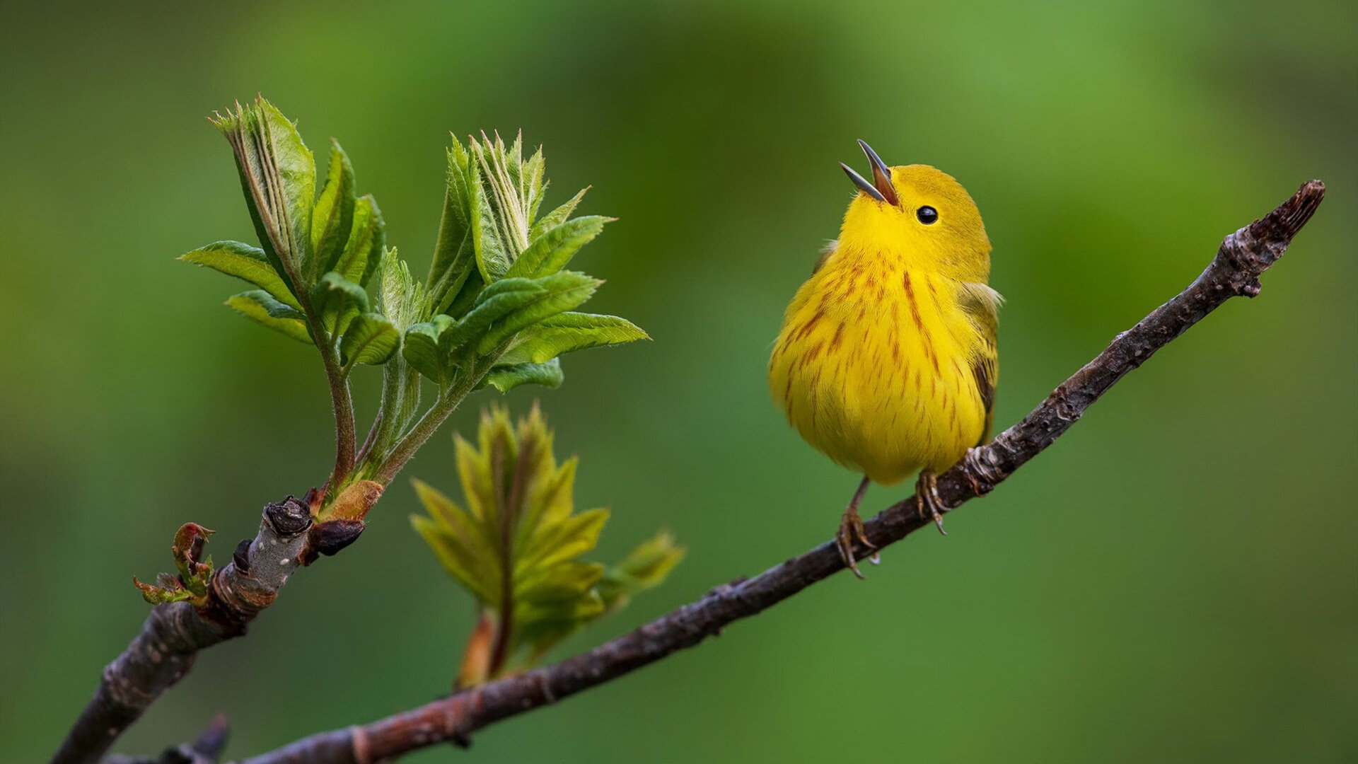 德甲节奏快如闪电:攻守瞬息万变!,德甲intro
