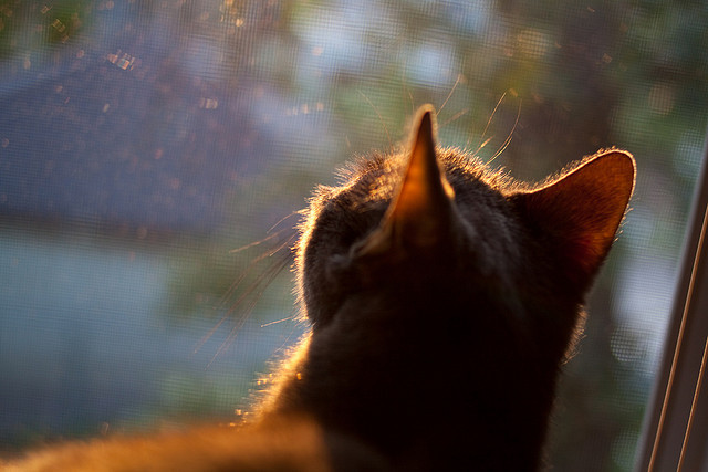 意甲经典对决:技战术的极致演绎,意甲集锦2021