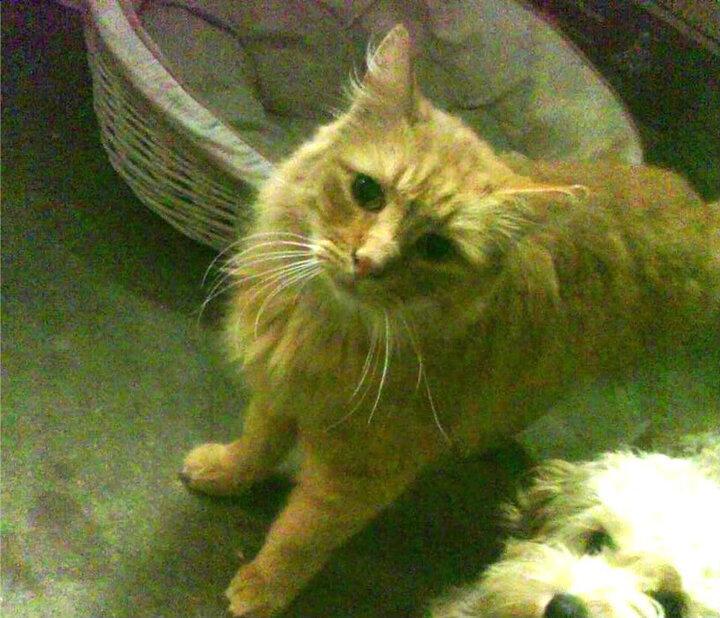 新闻中心发布国家体育信息安全防护项目采购清单,国家体育信息中心主任