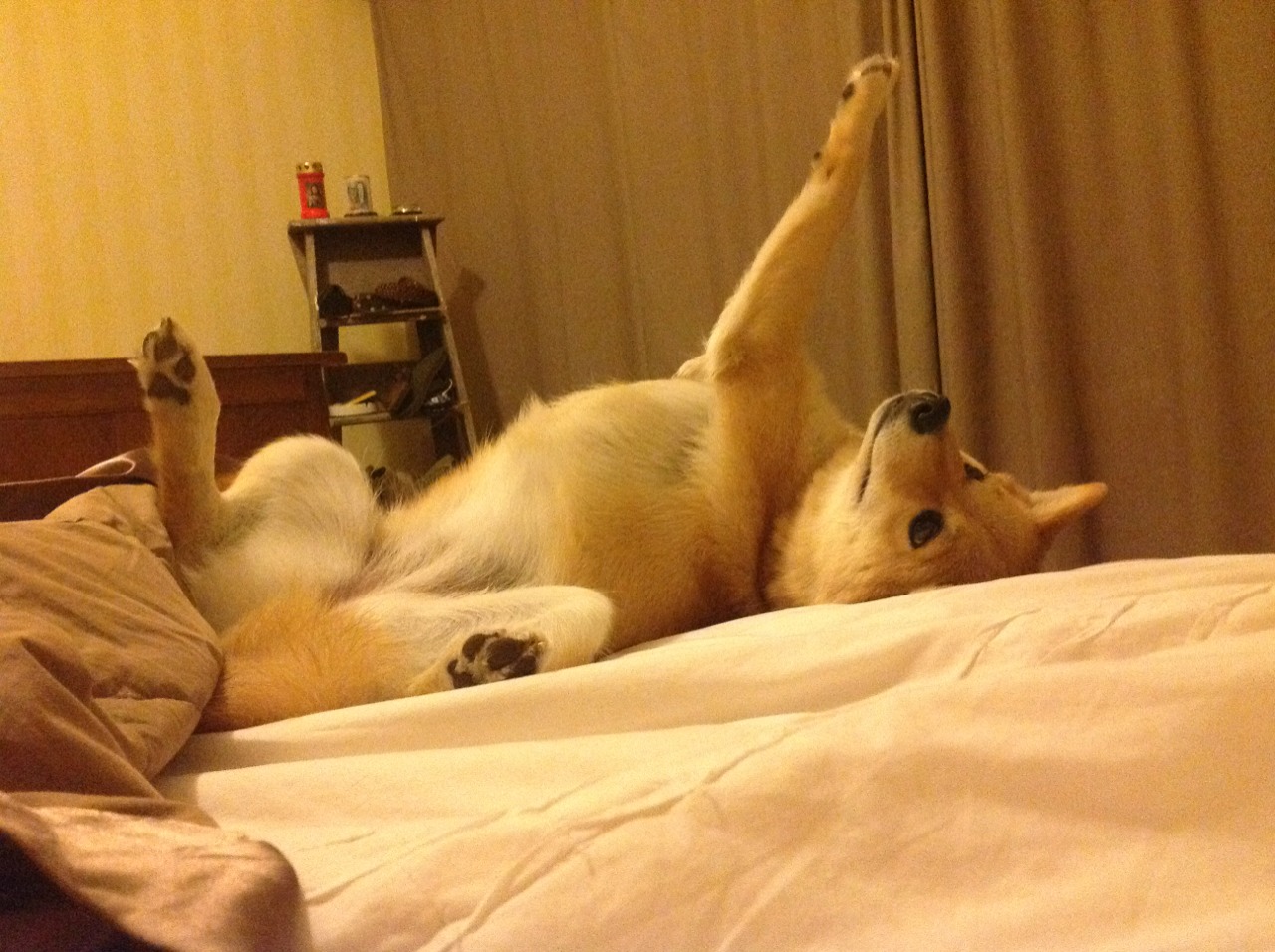 科斯技术动作精准完美演绎，科斯科技